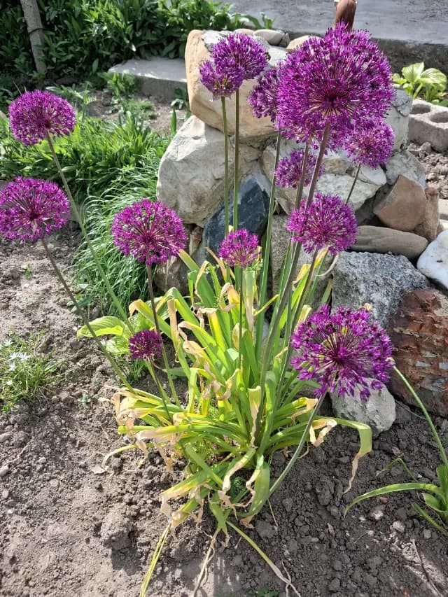 Ceapa decorativa ,asa se numeste aceasta floare