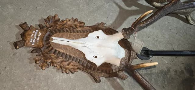 Trofee cerb coarne