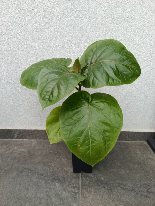 🌱 TAMARILLO – ROȘIA ARBORE – PLANTĂ EXOTICĂ DE VÂNZARE