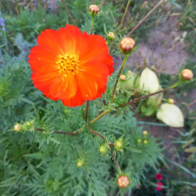 Seminte cosmos portocaliu