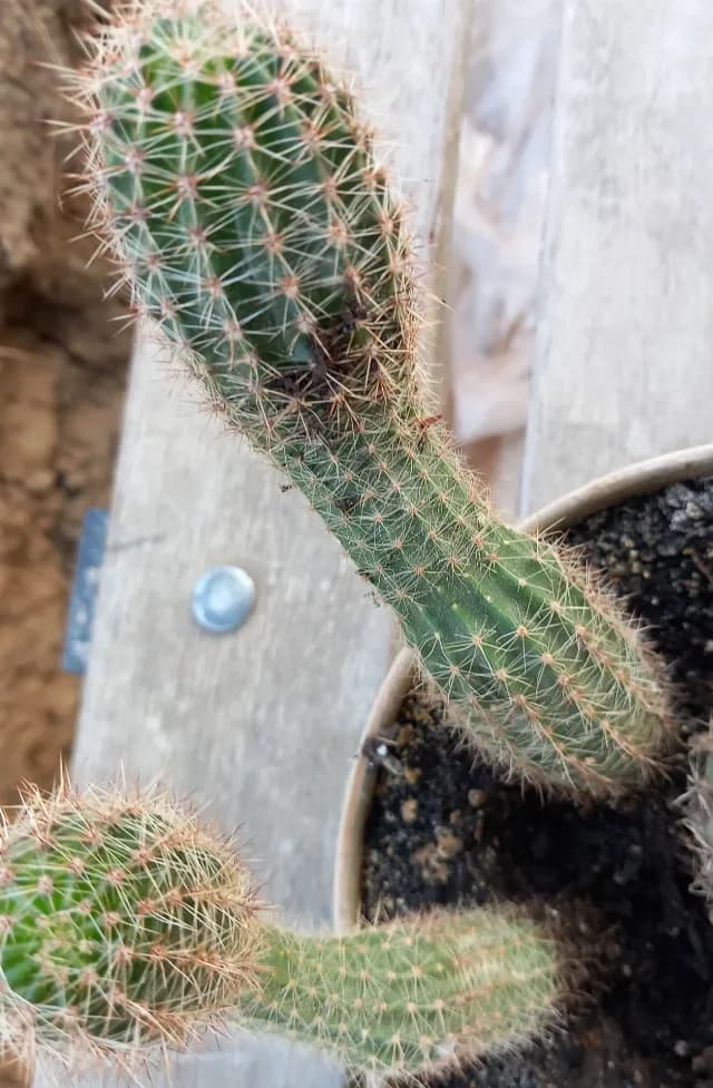 Cactus/ aloe pui