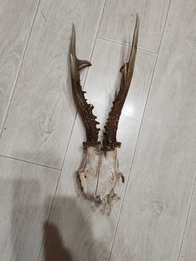 Coarne de caprior