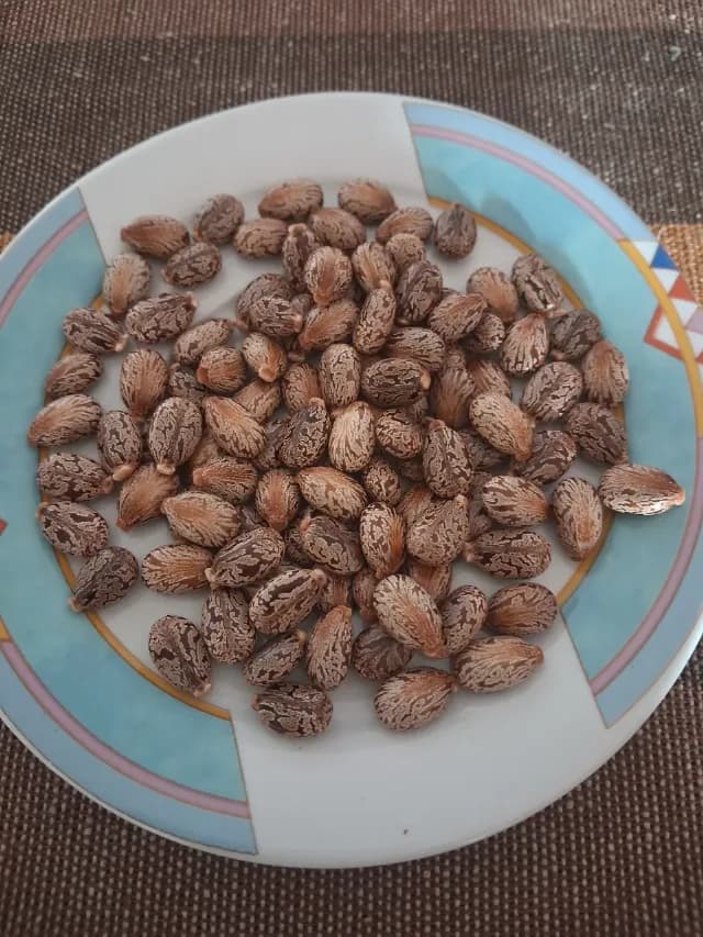 seminte de ricin