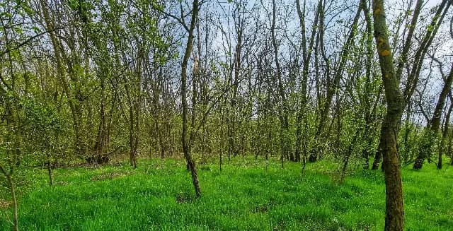 De vânzare  Padure foioase in localitatea Dragodana, Dâmbovița