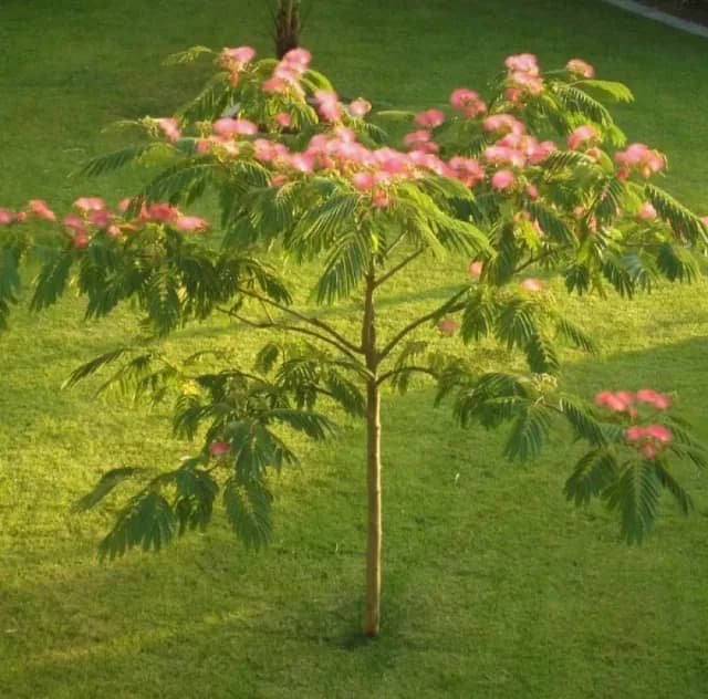 pom arborele de mătase 2,5 m