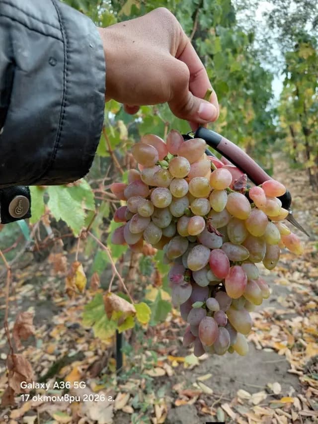 butași de vita de vie de anul 2 și de anul 3