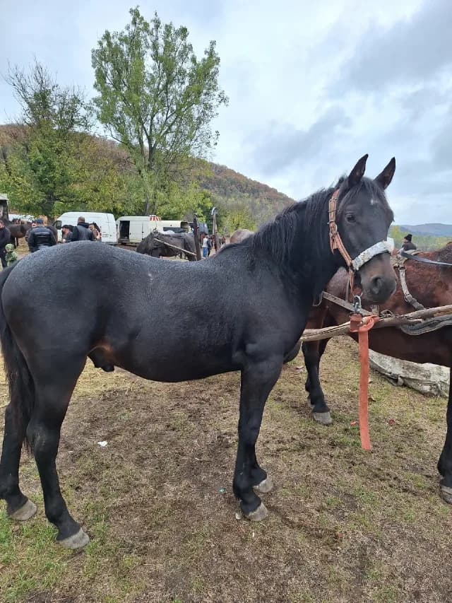 vand  manz armăsar de 1 an jumate